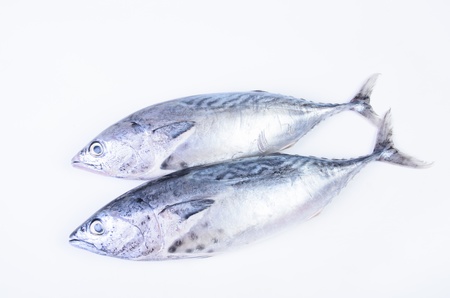 Tuna on white backgroundの写真素材