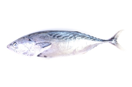 Tuna on white backgroundの写真素材