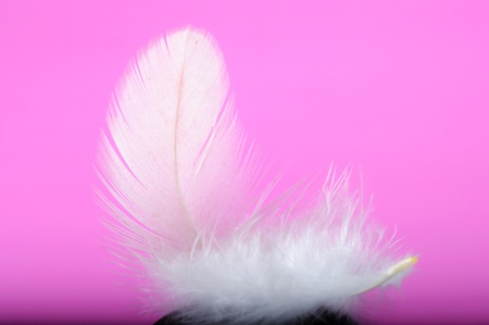 Feather on a pink backgroundの写真素材