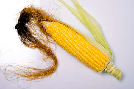 Fresh corn cobsの写真素材