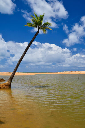 Beautiful beach with palm tree and blue skyの写真素材