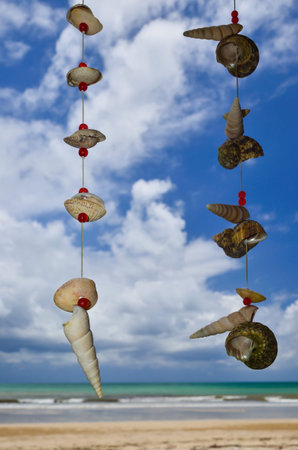 Shells on the beach with blue sky and clouds