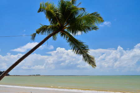 Beautiful beach with palm tree and blue skyの写真素材