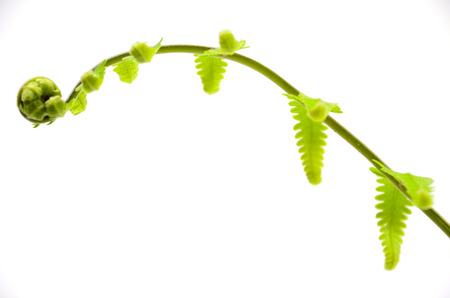 Green leaf on white backgroundの写真素材