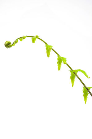 Green leaf on white backgroundの写真素材