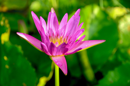 Lotus Flower or Water lilyの写真素材