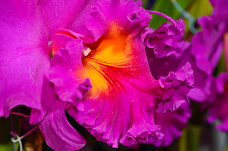 branch of orchid on backgroundの写真素材