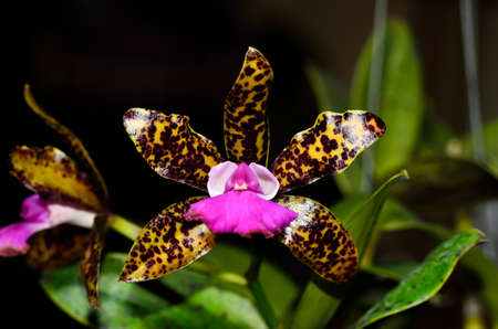 branch of orchid on backgroundの写真素材