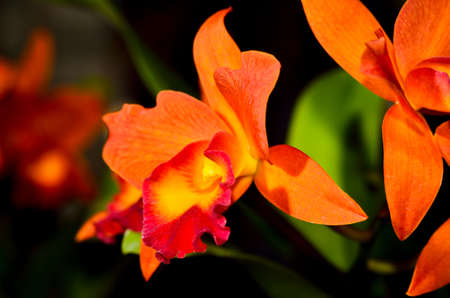 branch of orchid on backgroundの写真素材