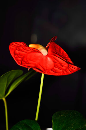 Red Anthurium flower in botanic garden.の写真素材
