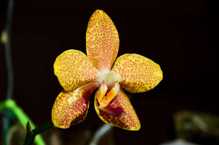 branch of orchid on backgroundの写真素材