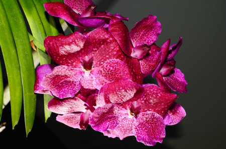branch of orchid on background