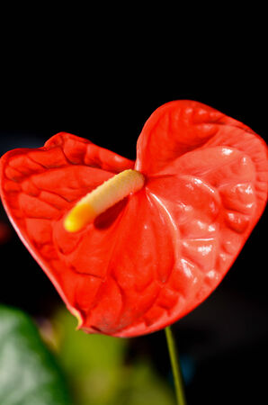 Red Anthurium flower in botanic garden.の写真素材