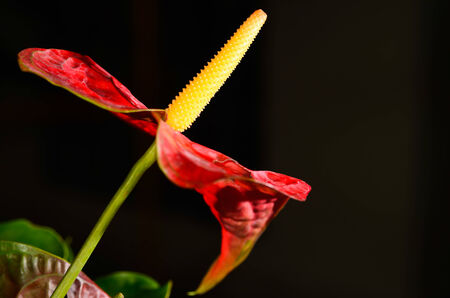 Red Anthurium flower in botanic garden.の写真素材
