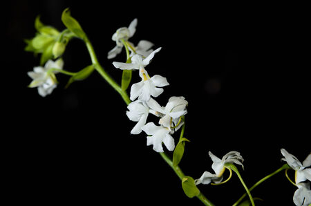 branch of orchid on backgroundの写真素材