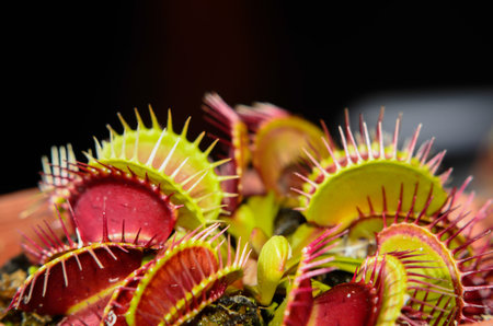 Ornamental plants on background
