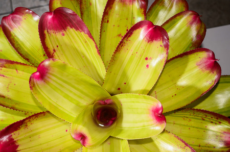 Ornamental plants on backgroundの写真素材