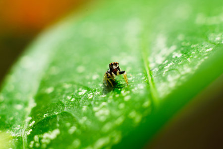 Spider on Leaf shootingの写真素材