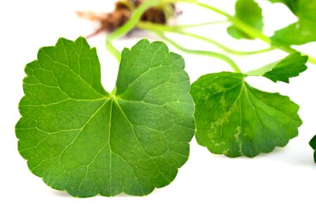 Centella asiatica, Asiatic Pennywortの写真素材