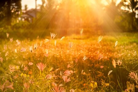 Sunny light and flower in the morningの写真素材