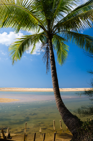Coconut palms on the beach and blue sky.の写真素材