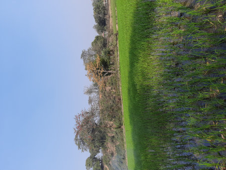 Green grass and blue sky in the park. Natural landscape background.の写真素材