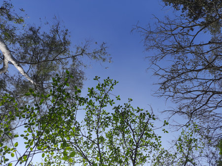Tops of trees and blue sky in forest, view from belowの写真素材