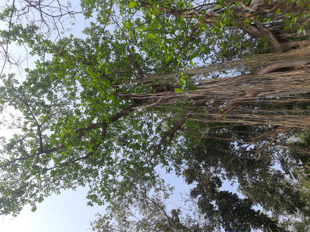 Tree in the forest with blue sky background, South East Asia.の写真素材