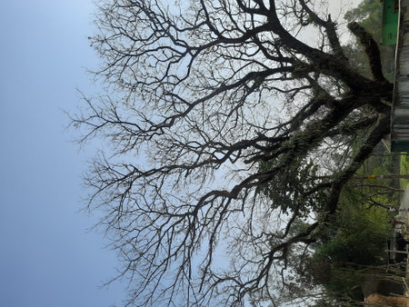 Tree in the middle of the road and sky with white clouds.の写真素材