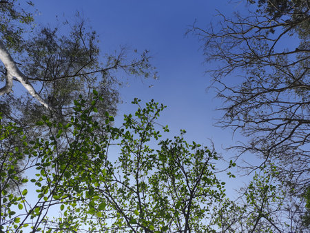Trees in the forest with blue sky and white clouds in the backgroundの写真素材