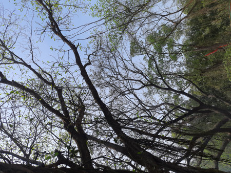Branches of a tree in the forest with blue sky background.の写真素材