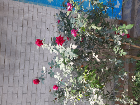Bouquet of pink and red roses on the background of the wallの写真素材