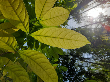 Close up of green leaves with sunlight shining through the leaves, natural backgroundの写真素材