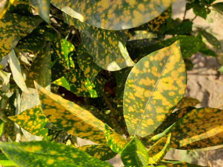 Close up of green leaves of variegated croton tree.の写真素材