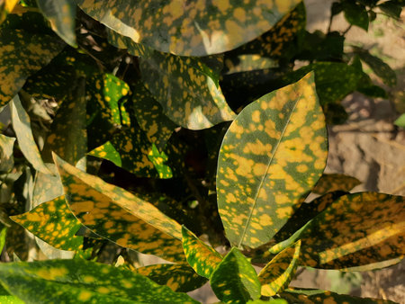 Close up view of green leaves of variegated ficus tree.