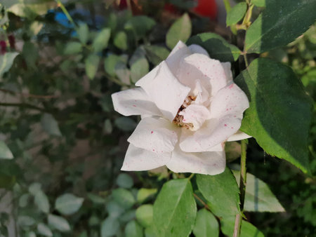 White rose in the garden on a background of green leaves close-upの写真素材