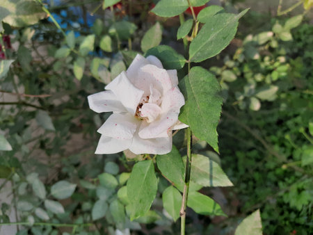 White rose flower in the garden, close-up. Nature backgroundの写真素材