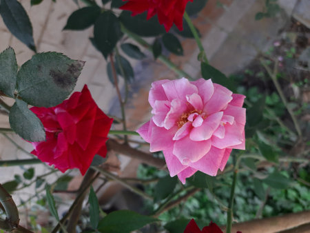 Pink and red rose in the garden. Selective focus. Nature.の写真素材