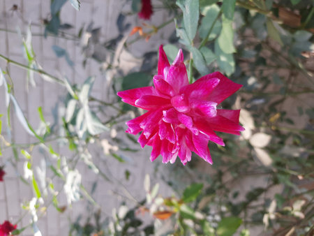 Pink flower in the garden. Close up. Shallow depth of field.の写真素材