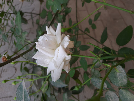 White rose in the garden. White rose on a background of green leaves.の写真素材
