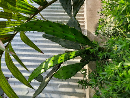 Cactus plant with green leaves in the garden at sunny day.の写真素材
