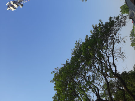 Tree in the blue sky and white clouds on sunny day. Nature backgroundの写真素材