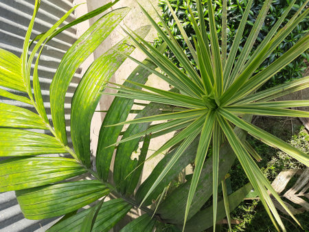 green palm leaves in the garden. closeup of a tropical plantの写真素材