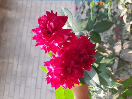 Bouquet of red roses on a background of green leaves.の写真素材