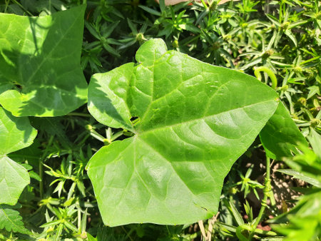 Green leaf of ivy plant in the garden. Natural background.の写真素材