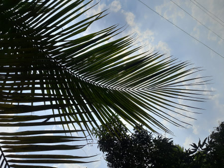 Coconut tree leaves and blue sky with white clouds background.の写真素材
