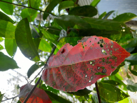 Red and green leaves of a tropical tree in the rainforest.の写真素材