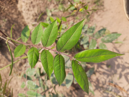 Leaves of a plant in the garden,Thailand,Asiaの写真素材
