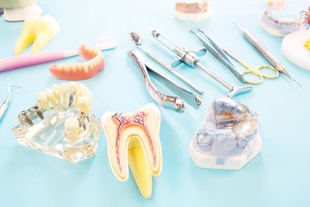 porsthodontic model and dentist tool - demonstration teeth model of varities of porsthodontic...