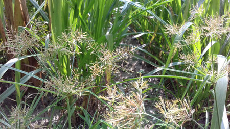 This image shows a corn plant that has reached maturity, featuring dried tassels at the top and...